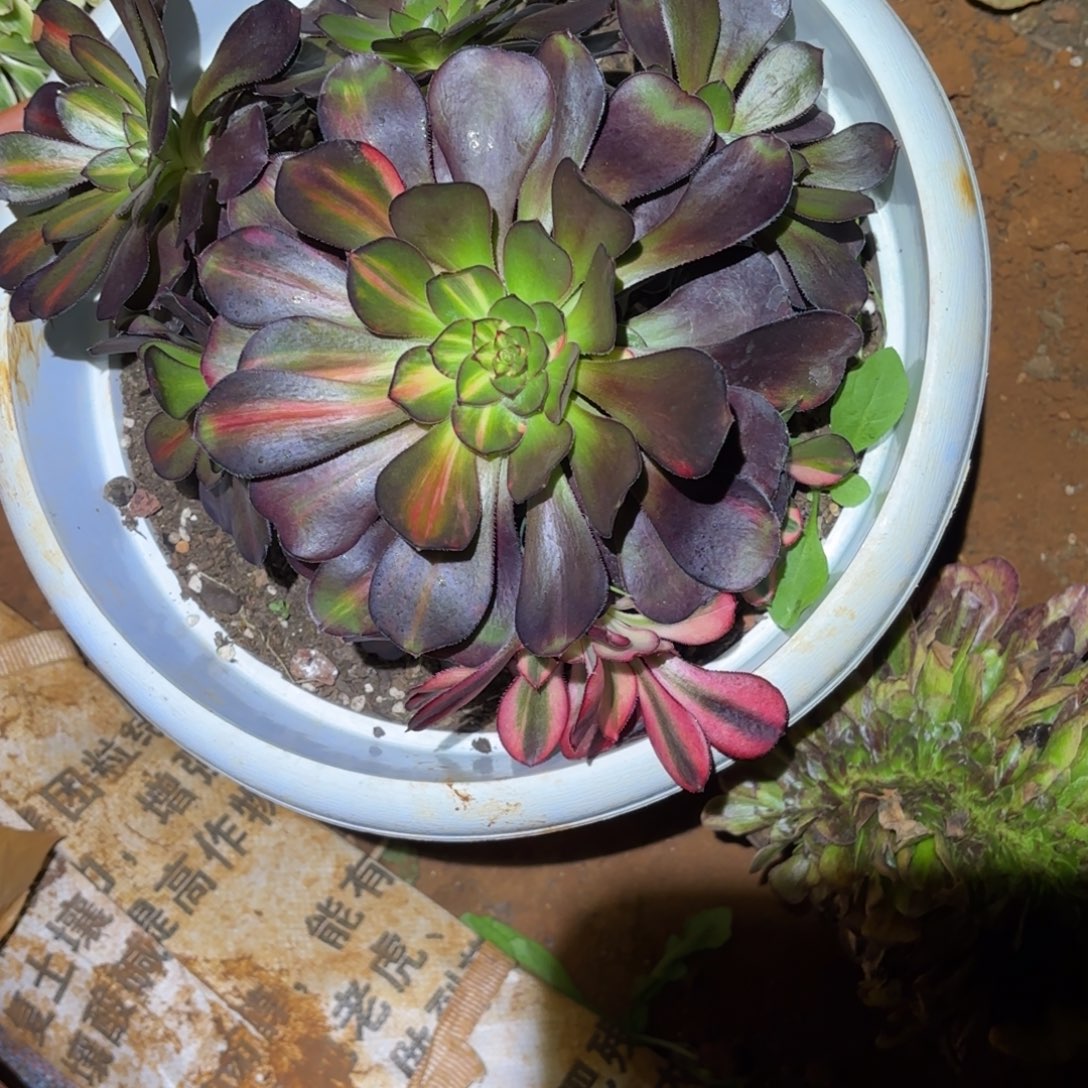 云南多肉植物花蝴蝶