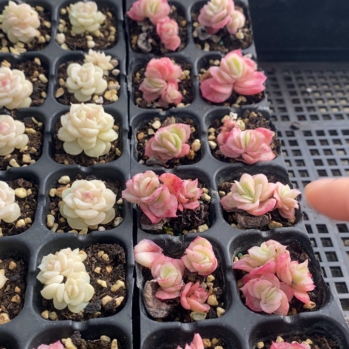 22 多肉植物盆栽花卉