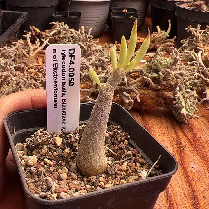 下播福利，何丽奇峰锦