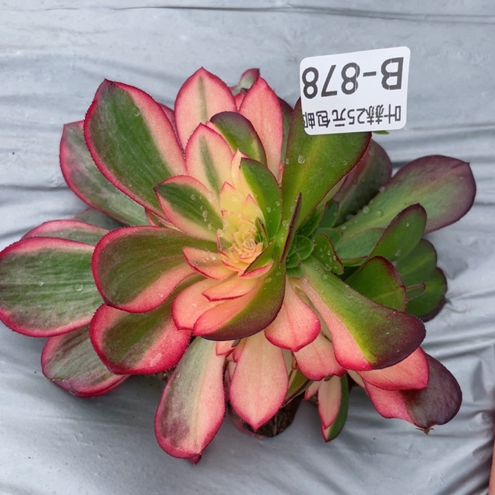 878黑膜锦多肉12345678