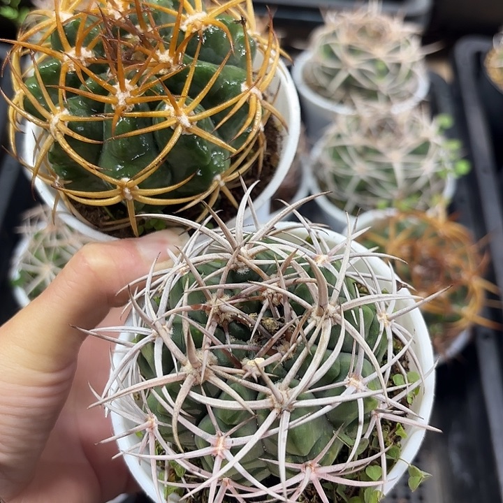 碧岩玉90万象盆随机一盆