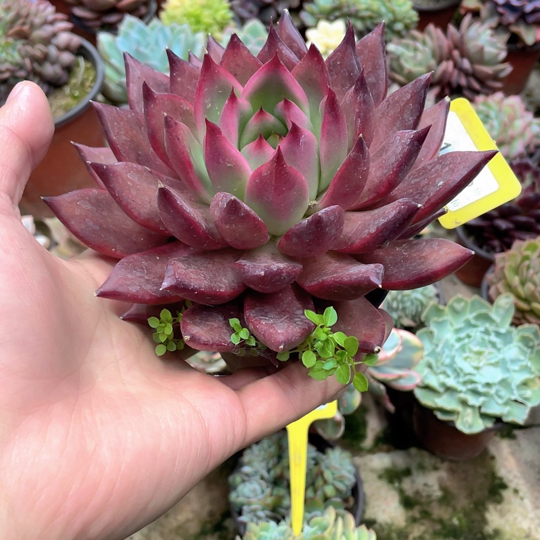 ＆***追1082号多肉植物盆栽