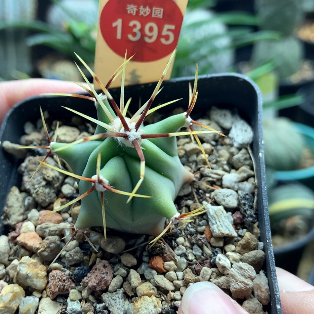 实生花刺春楼一颗仙人球