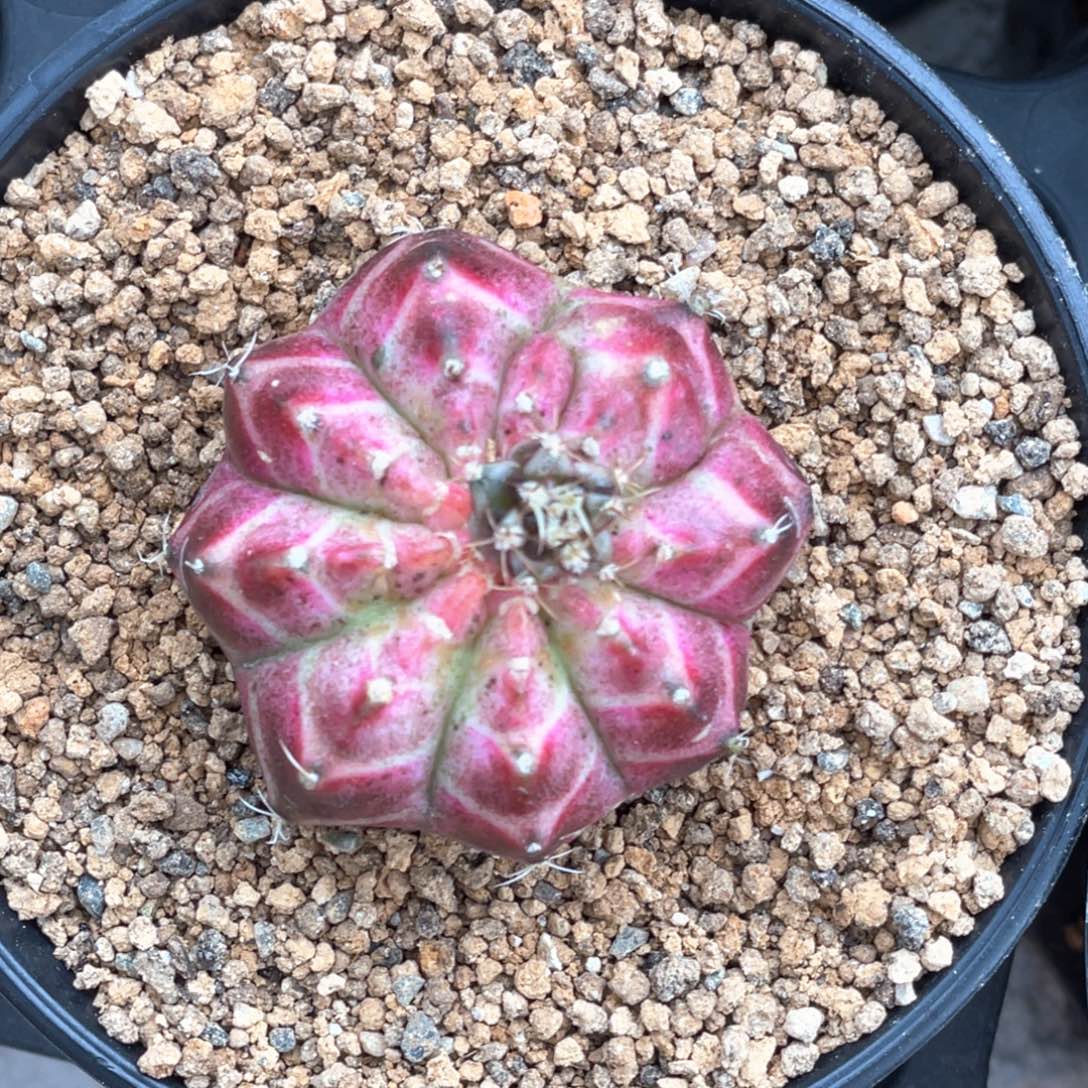 当前无花朵，栽培后可花朵粉轮回带侧