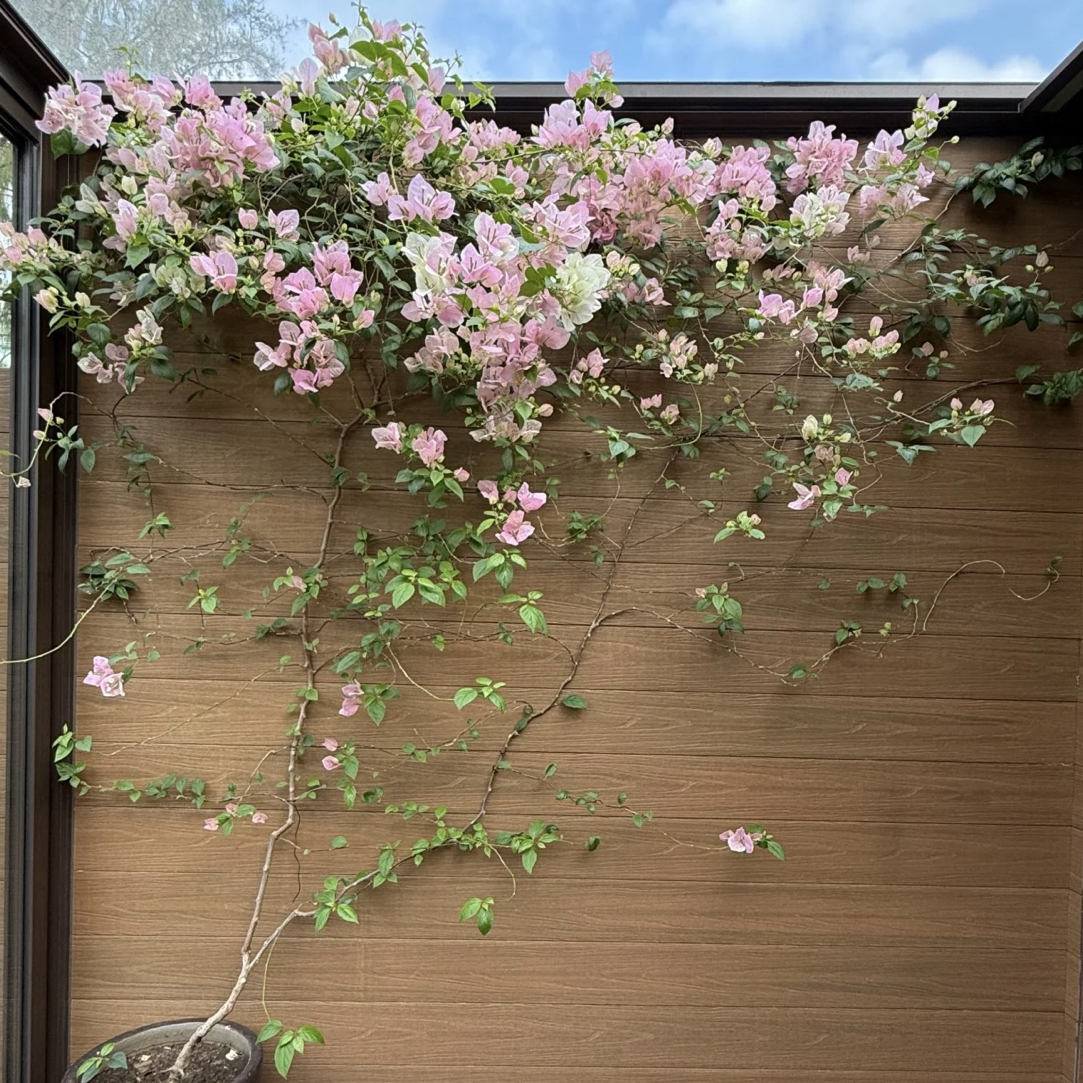 【一物一拍】三角梅基地直发带花盆栽办公室庭院阳台喜阳绿植