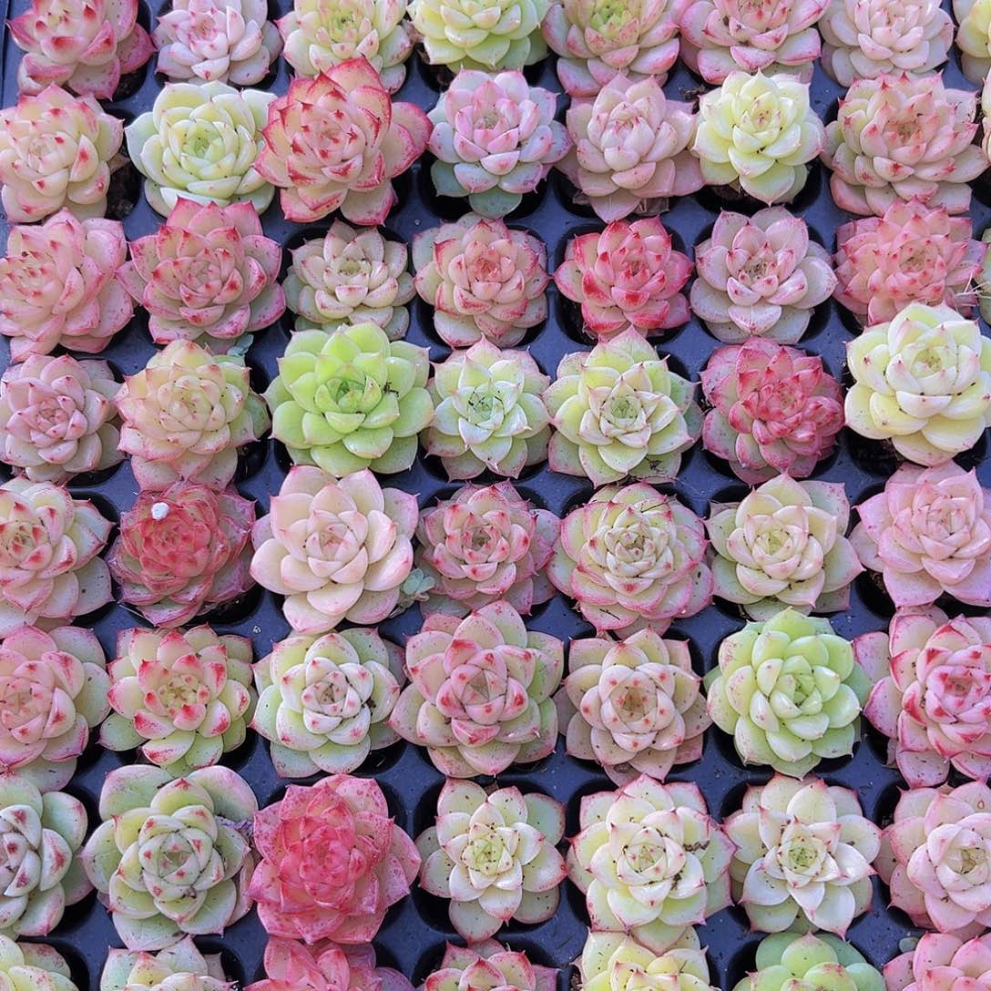 冰麦3代11颗19包邮多肉