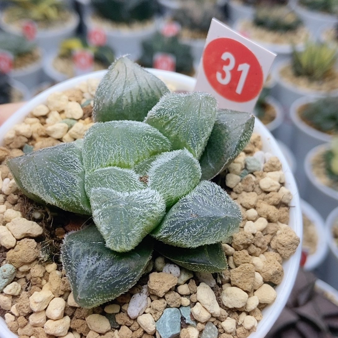 31梦露巨大化11111111