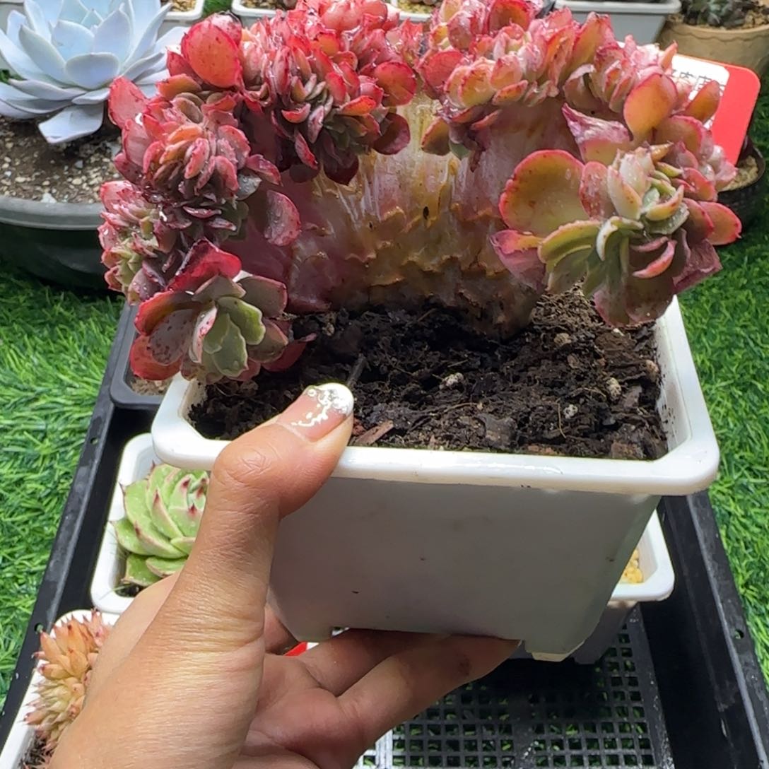 解忧植物多肉编号34