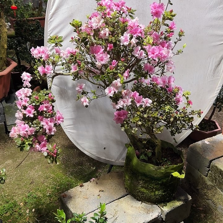 杜鹃盆景杜鹃老桩用****6宝玉