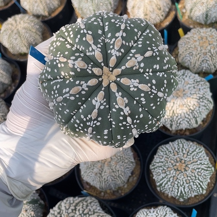 周***杨超兜琉璃微瑕疵特价不退换