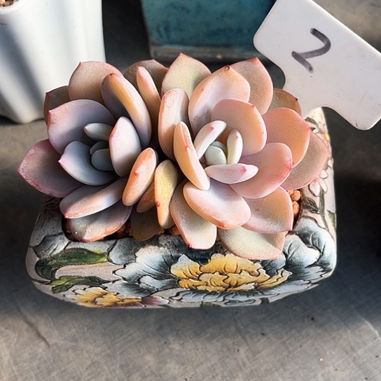 我是第一百个为妖刀应援的阴阳师