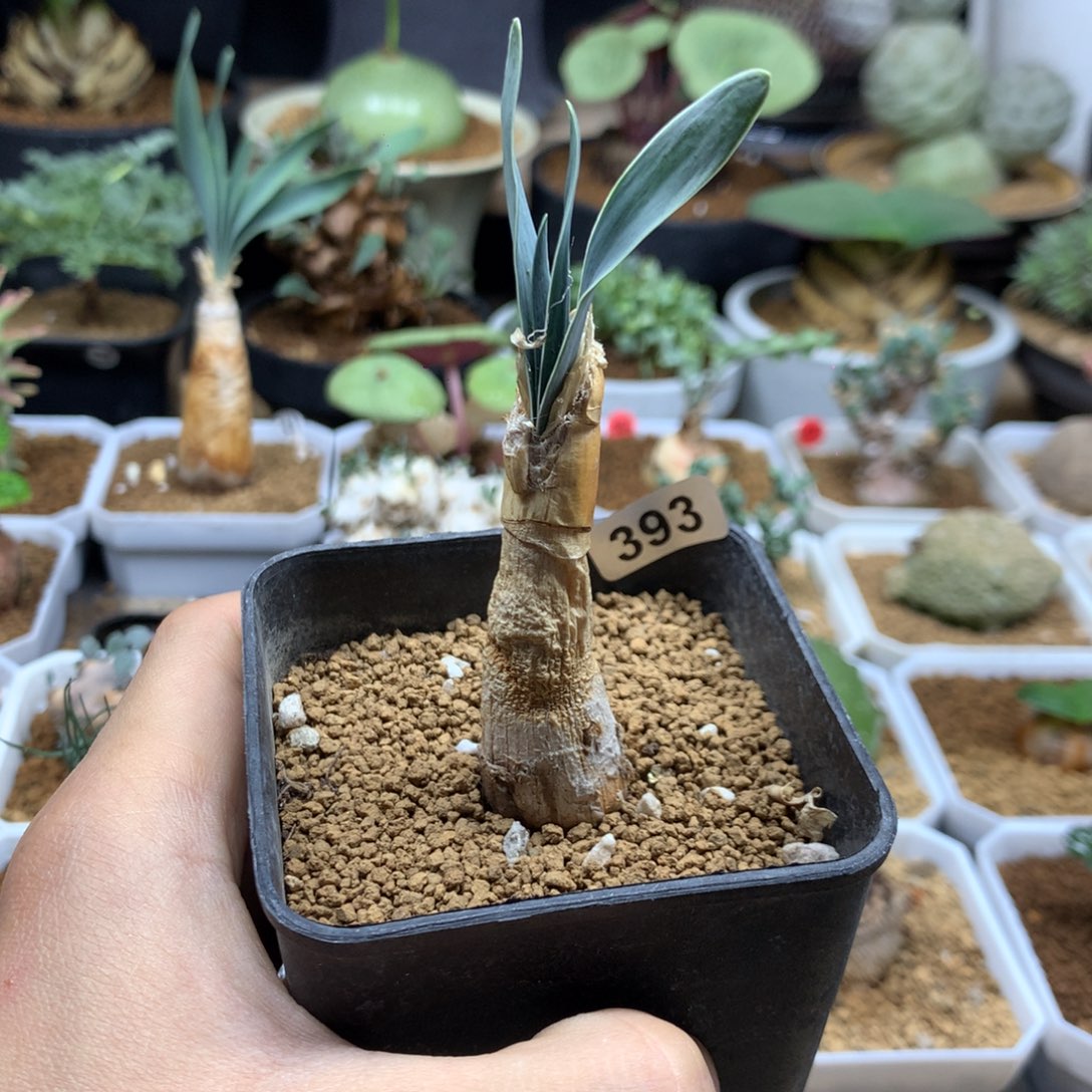 产地巨凤之卵带盆393