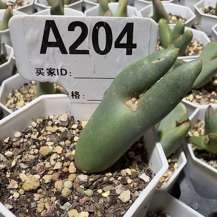 ****莉204。满38包邮肉锥