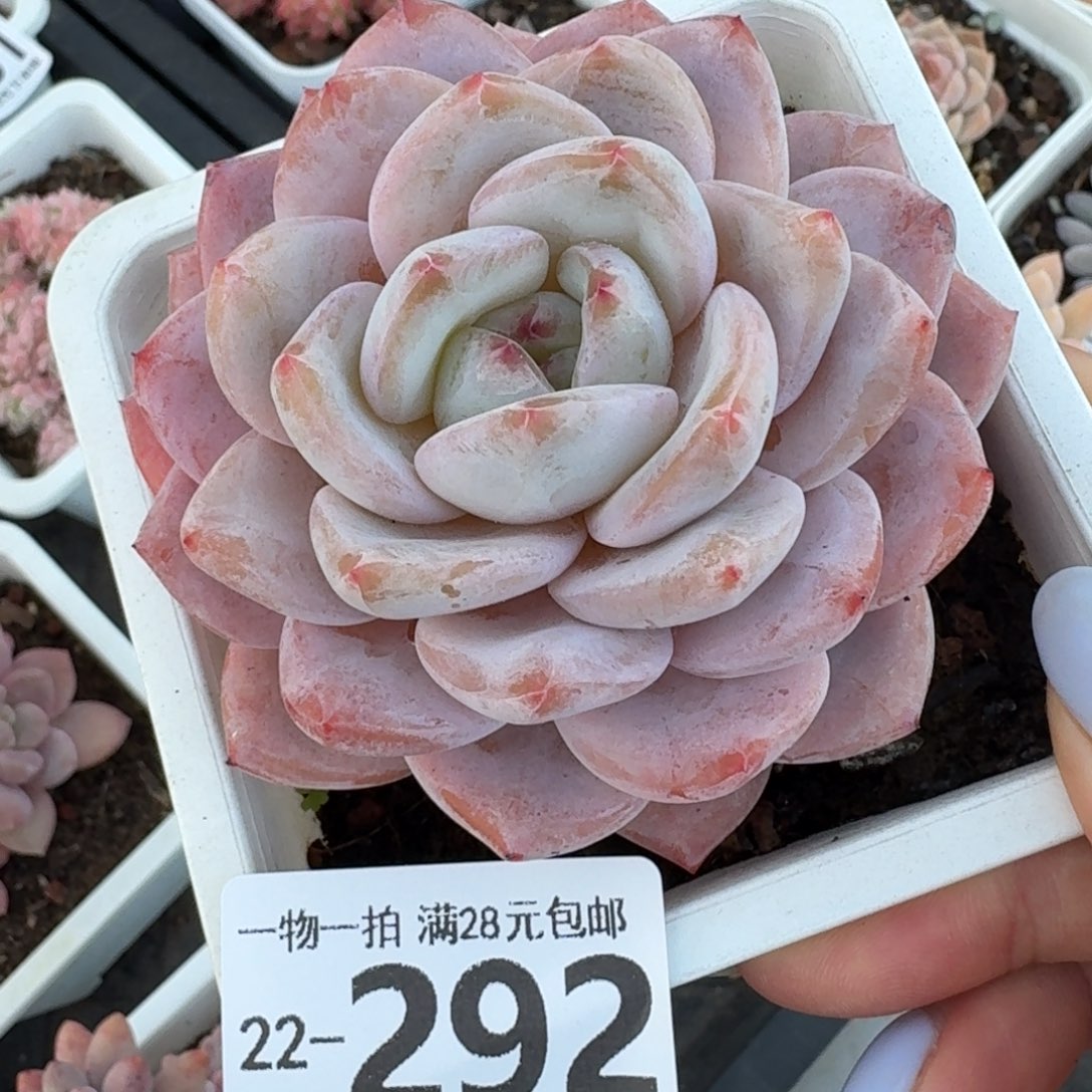 橙梦露无盆土发货女