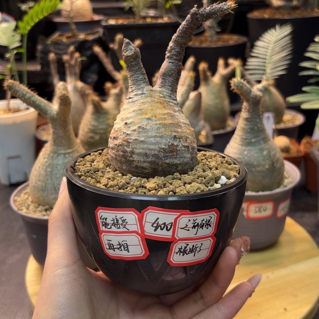 象牙宫之前有根，根断了，接受再拍