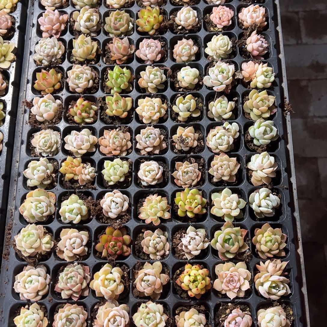 直播福利一物一拍45