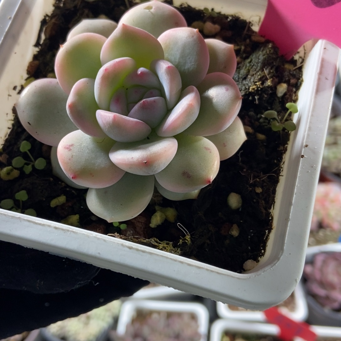 100梦露锦多肉植物