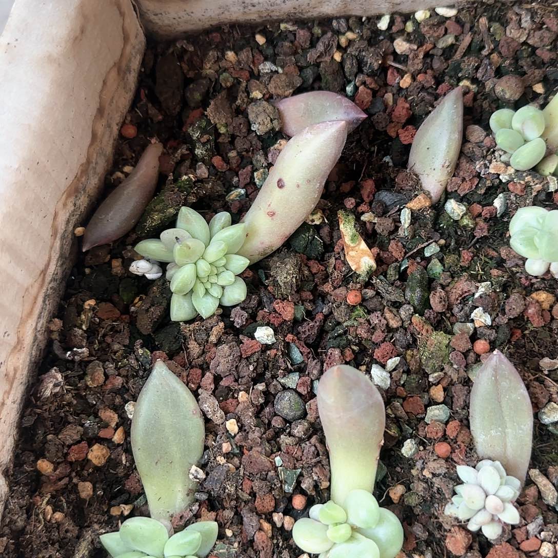 木**L多肉植物一物一拍水晶球