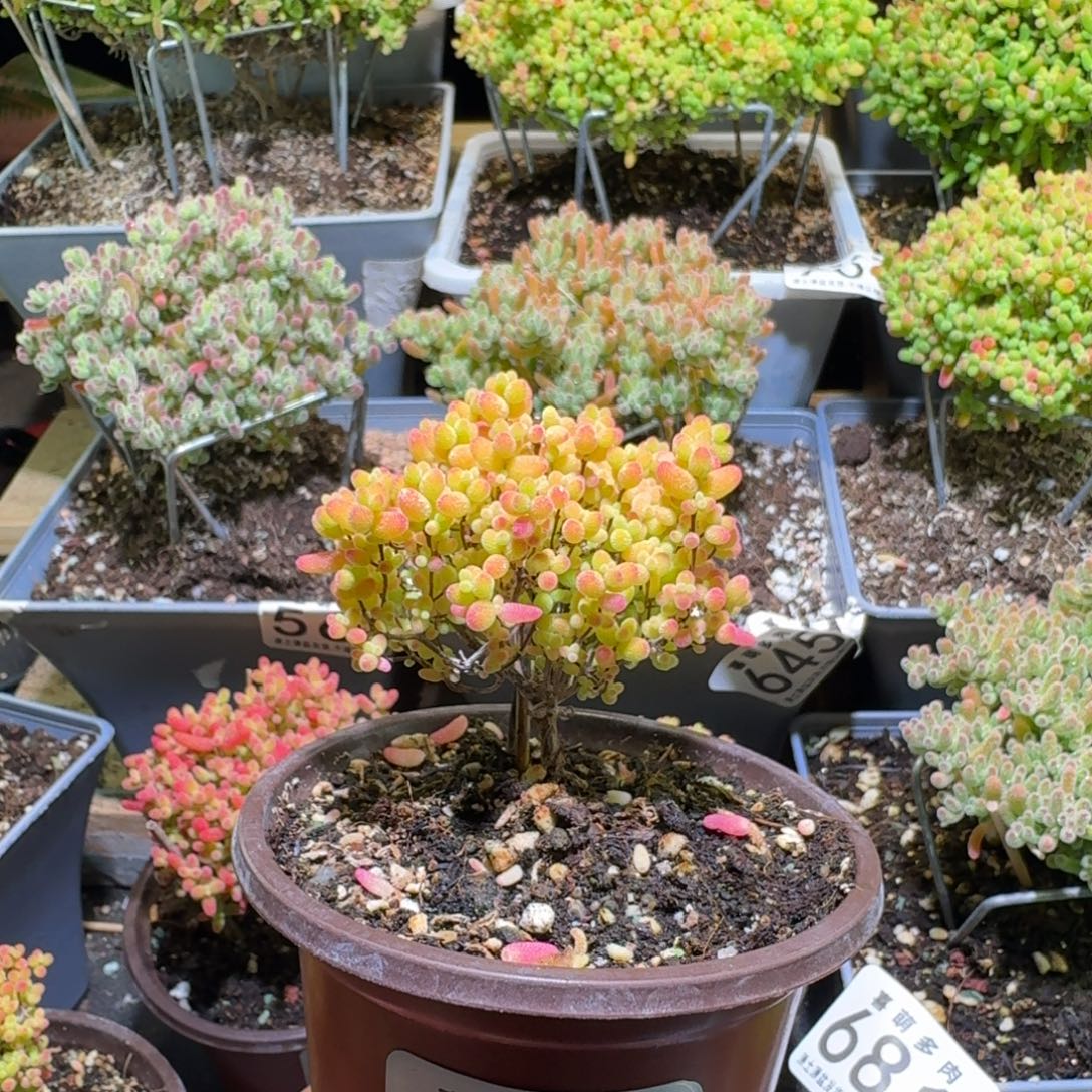 枝干番杏蜜桔糖球703