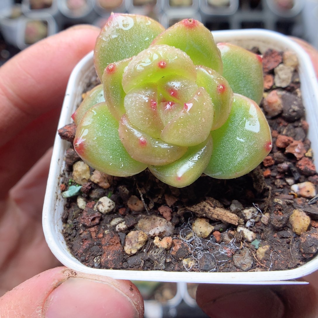 无花朵V133 yyyyyyy