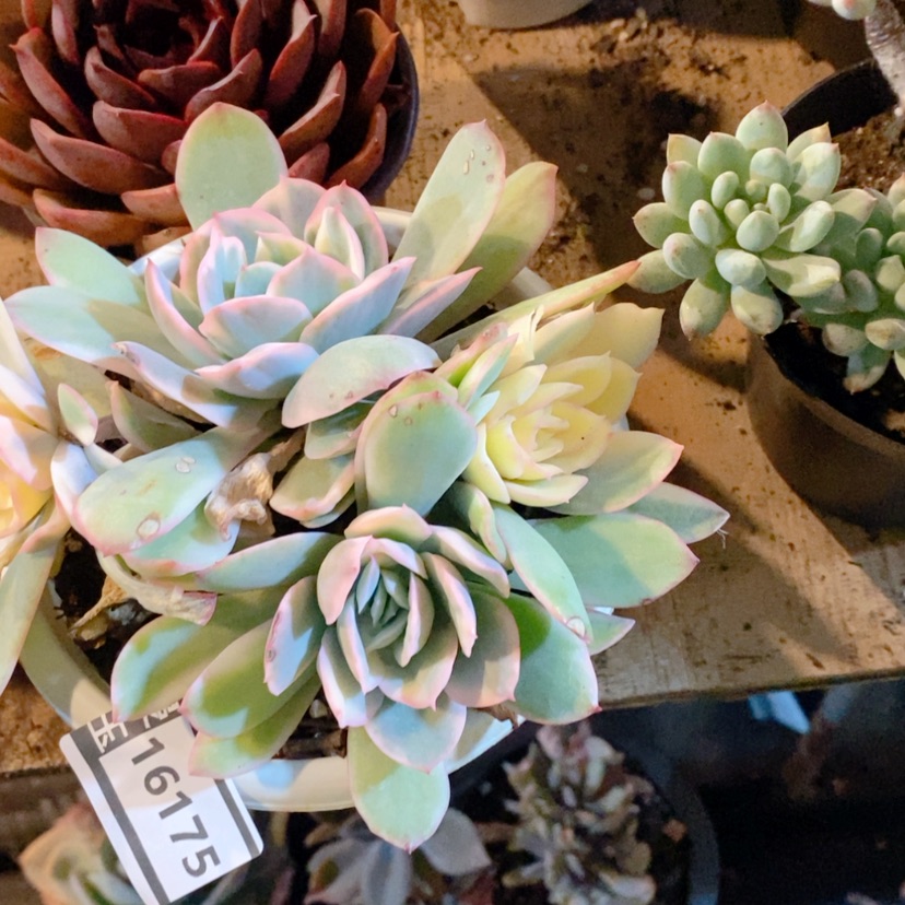 【闪购商品】绮罗锦16175