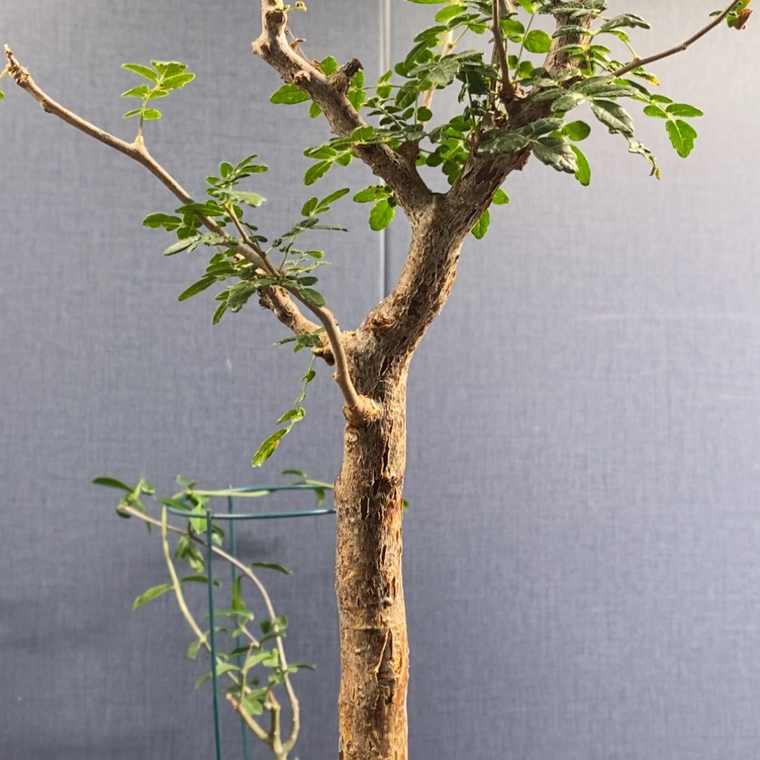 滔天橄榄产地熟桩福利款