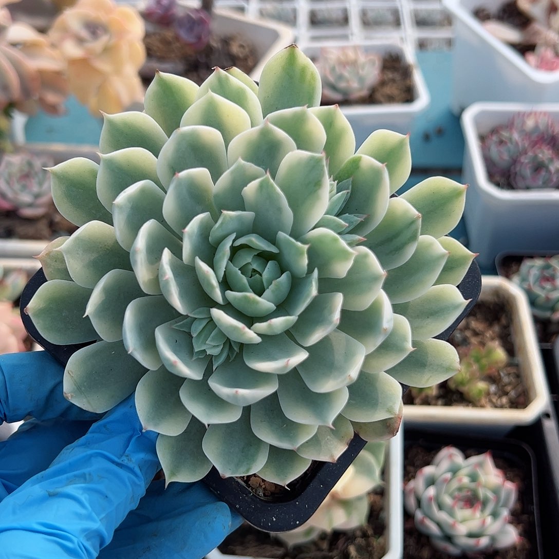 风声锦，覆轮锦多肉植物