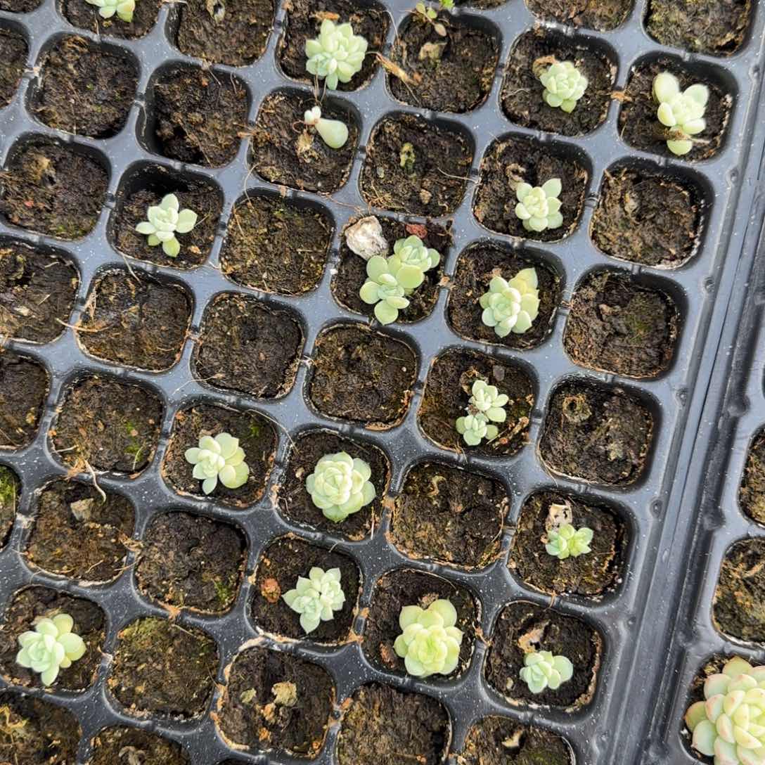 预尘财富5 一个穴满25包邮