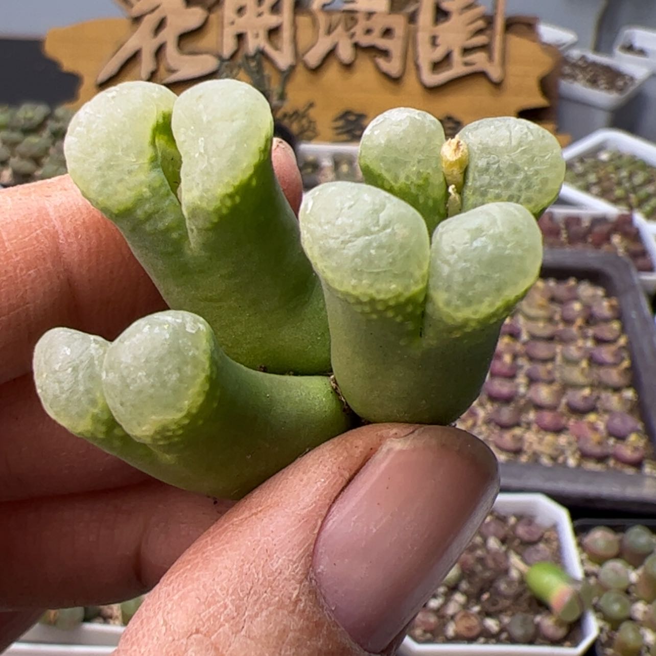 【闪购商品】0000000028