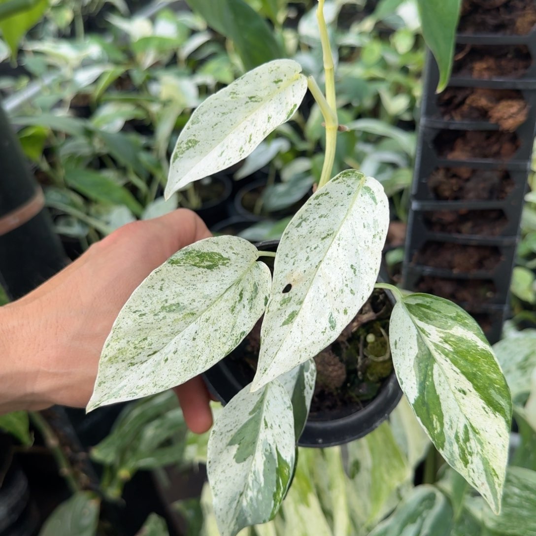 玩***猫完全开放巴黎岛麒麟尾