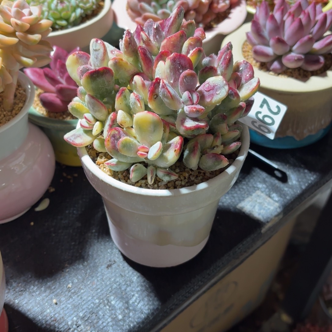 我***谁乒乓福娘锦带盆发货299