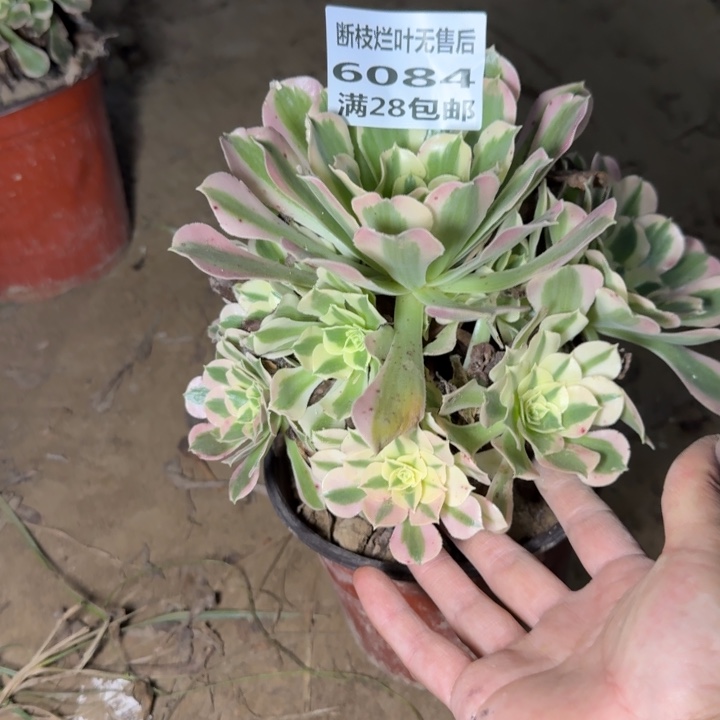 6084二号棚粉钻多肉G