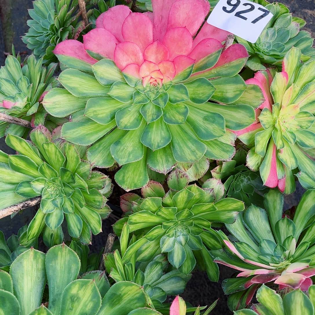 无花朵2****8多肉植物知否927