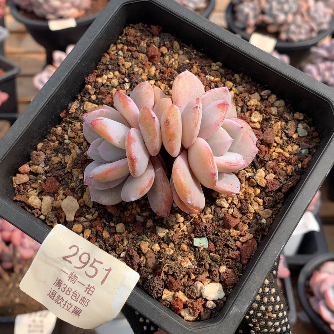 8厘米双头奶茶多肉2951