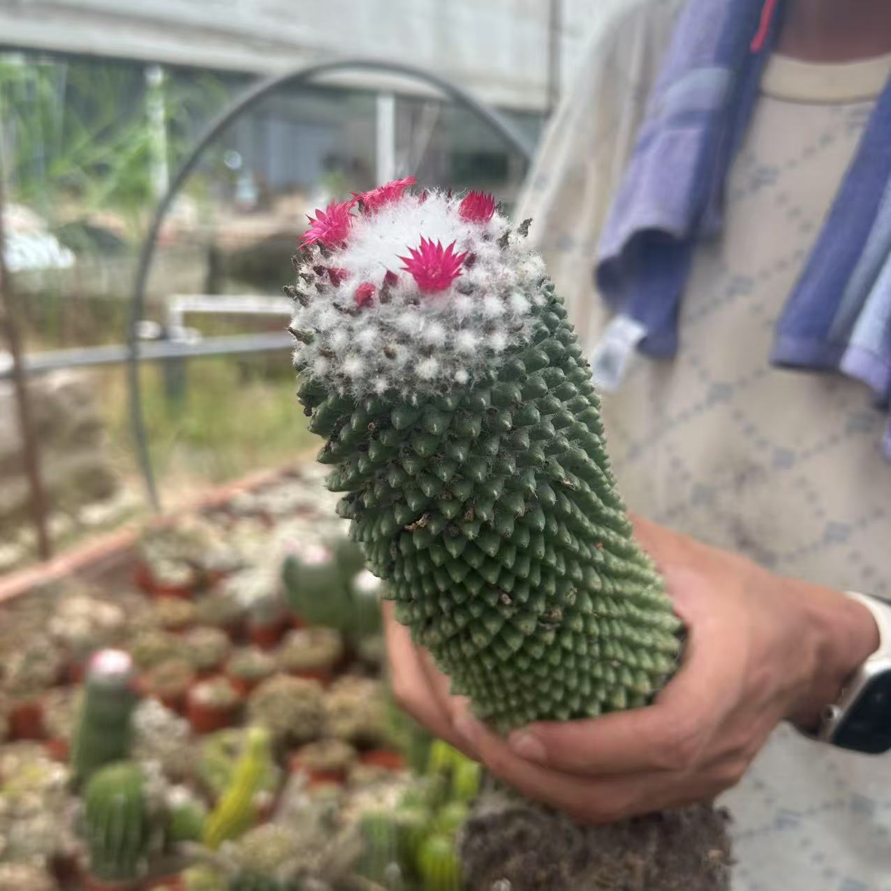 多粒丸    仙人球夏型种绿植盆栽桌面阳台