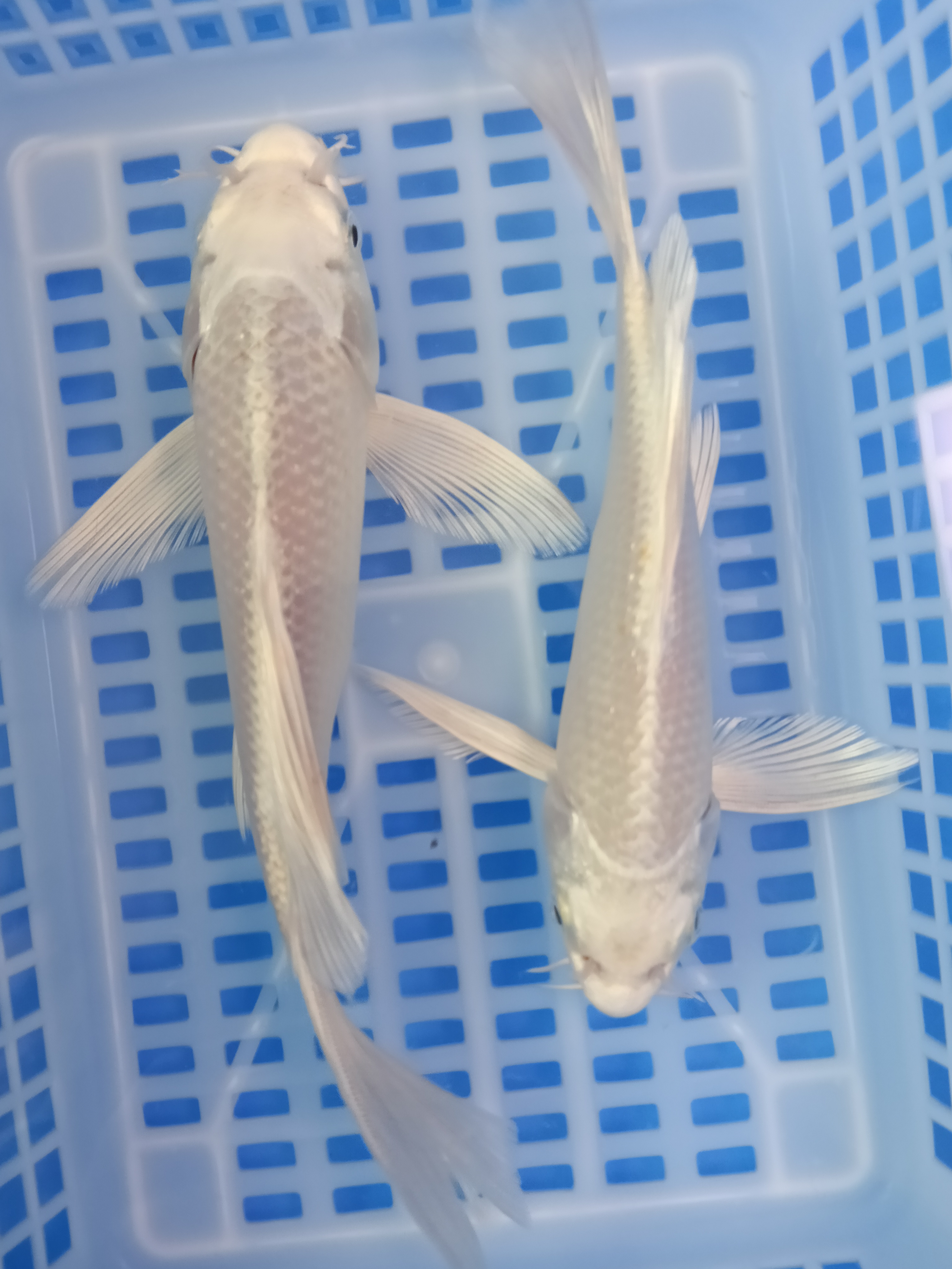 白蝴蝶鲤锦鲤冷水观赏鱼2条（17-20公分）