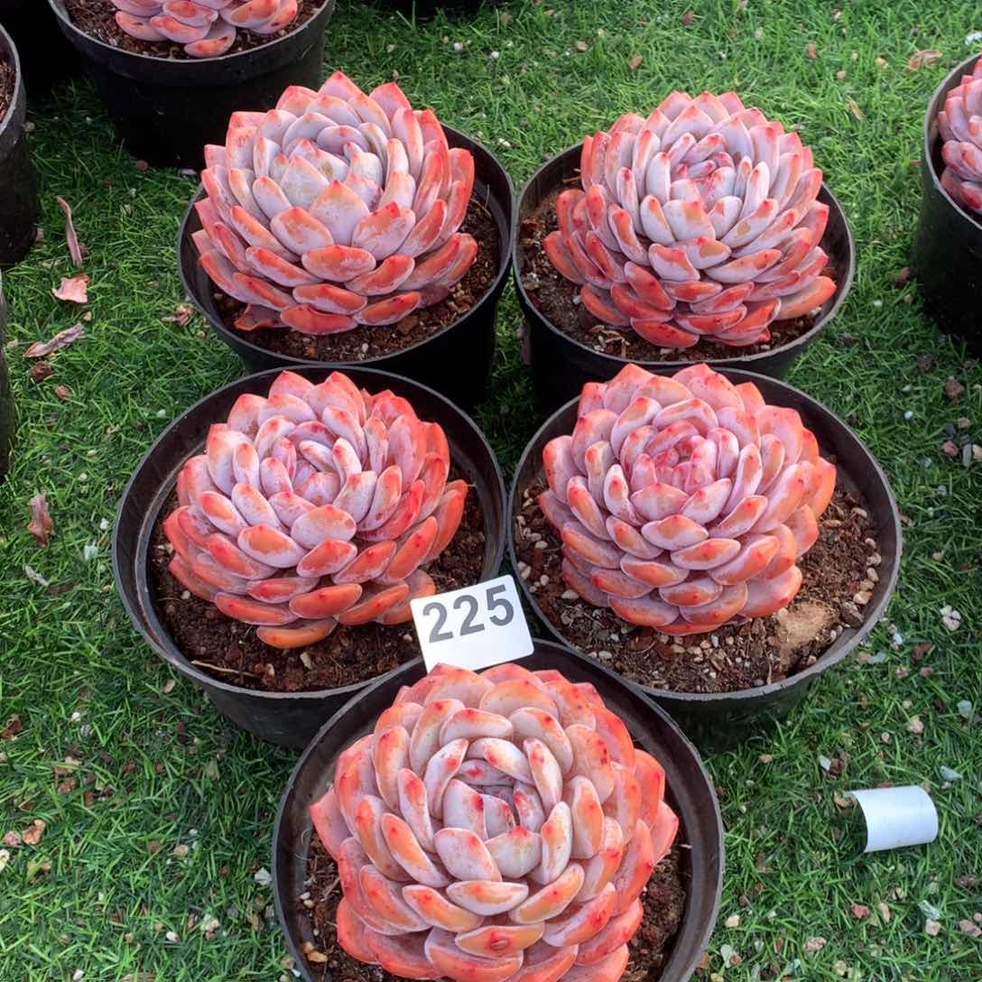 225橙子多肉植物组合