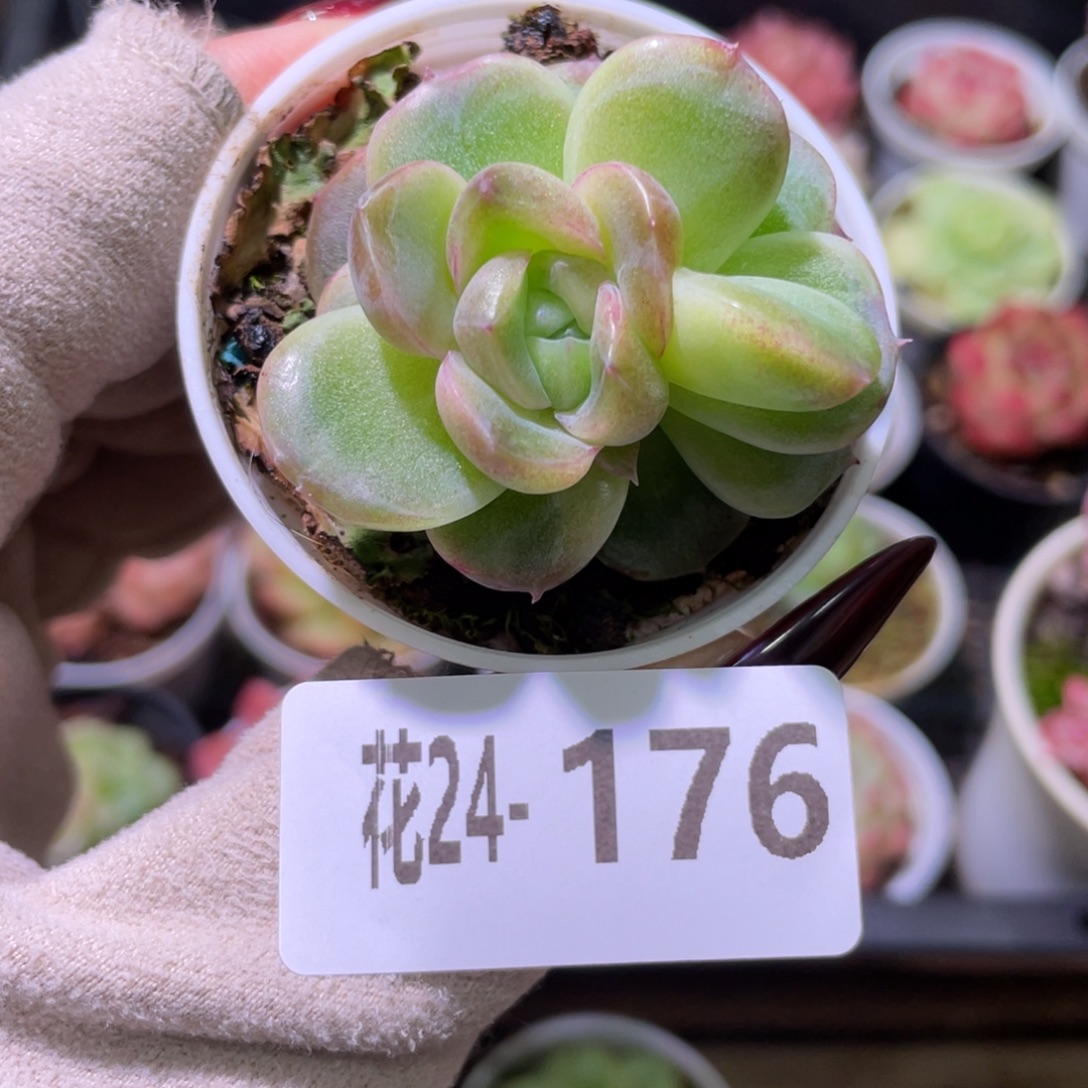 花利美24-176新品