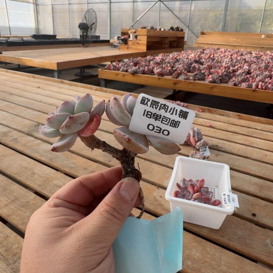 咖***乐多肉植物石榴籽老桩已上桌