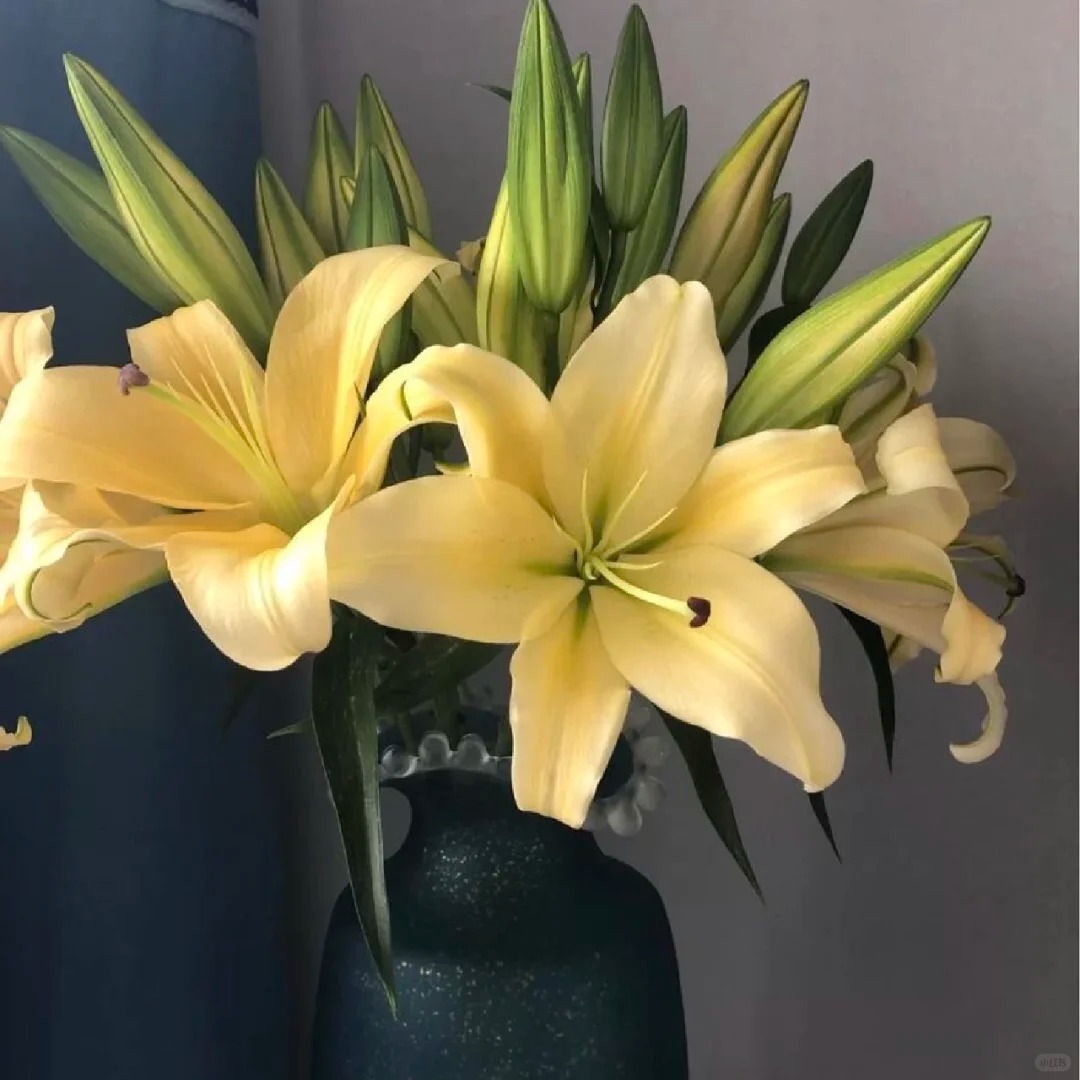 【小皇帝】香水百合 一单包邮 云南鲜花昆明基地现采现发