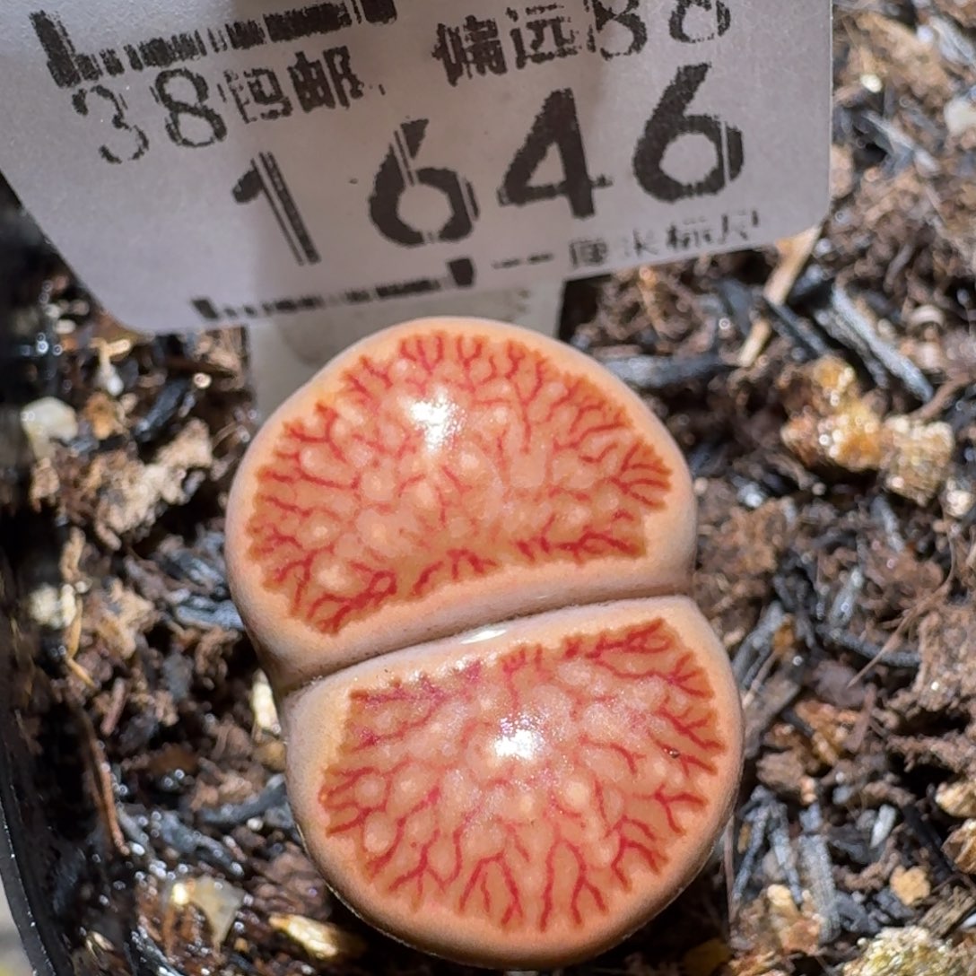 Zzz生石花肉锥1646