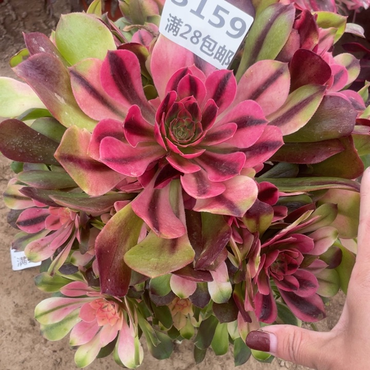 3159一号棚雅典娜C