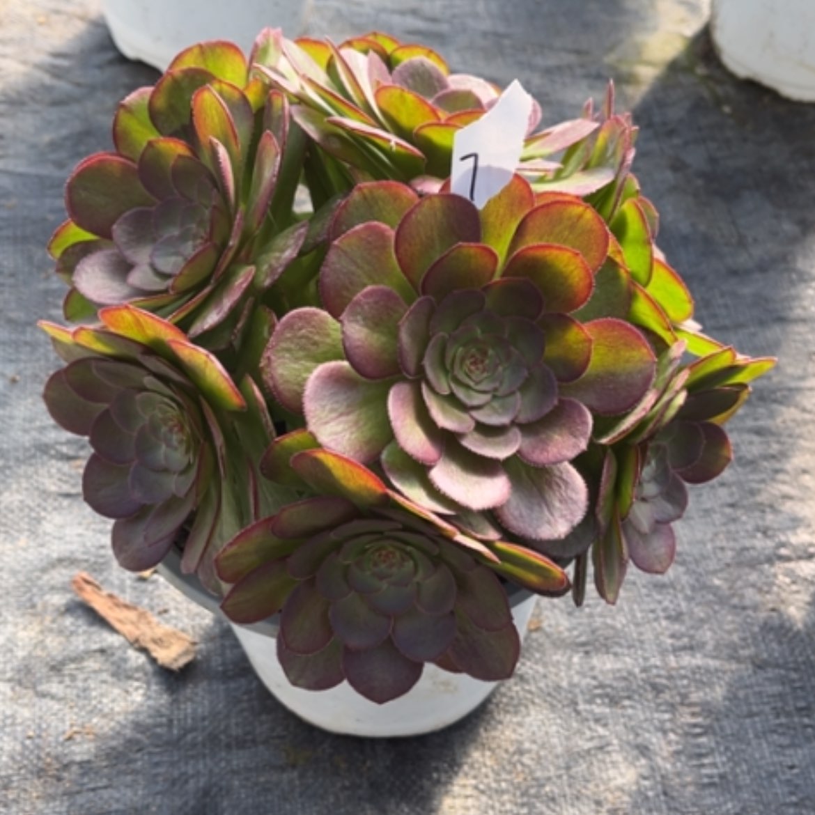 【闪购商品】7莎啦碗多肉法师