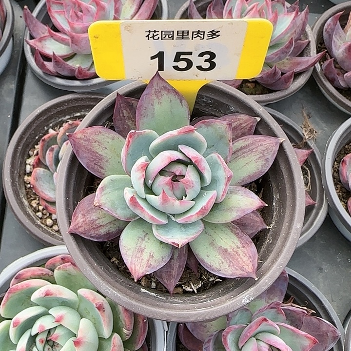 153 惊鸿仙子多肉植物6-9cm