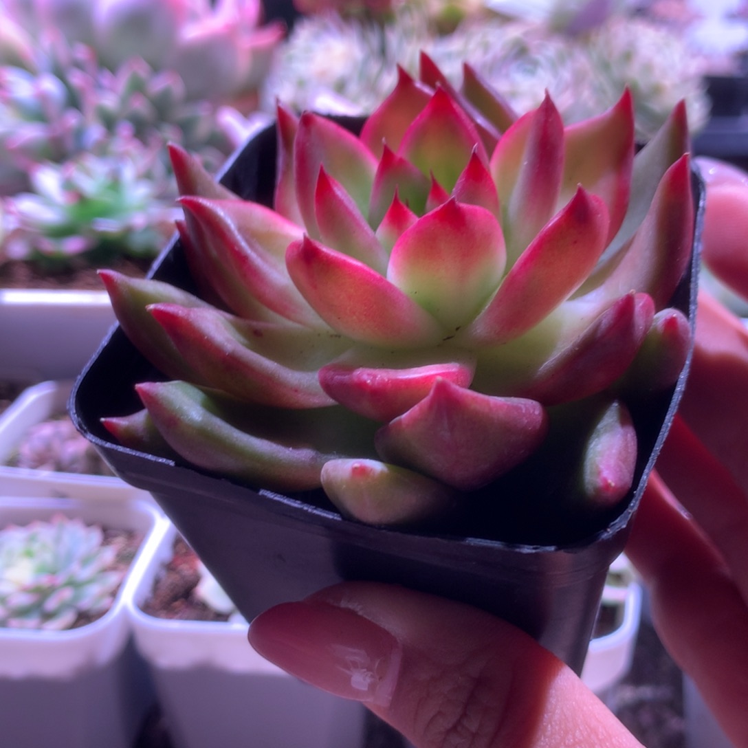 不知名东云覆轮锦有根