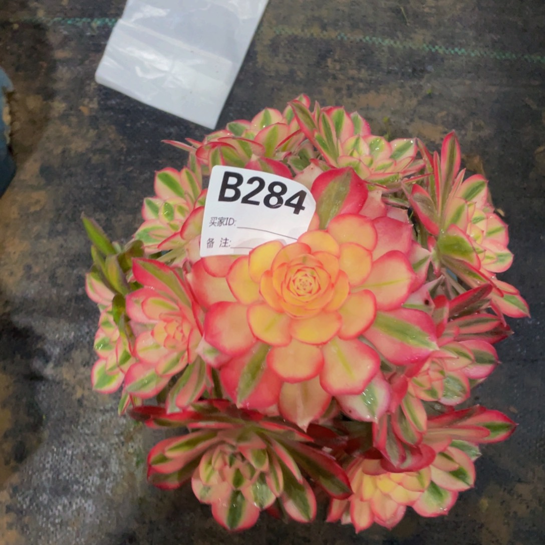 284倾城1111多肉111