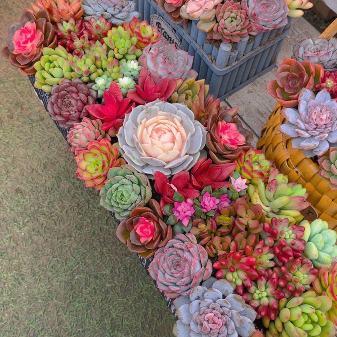 经典大长条多肉植物