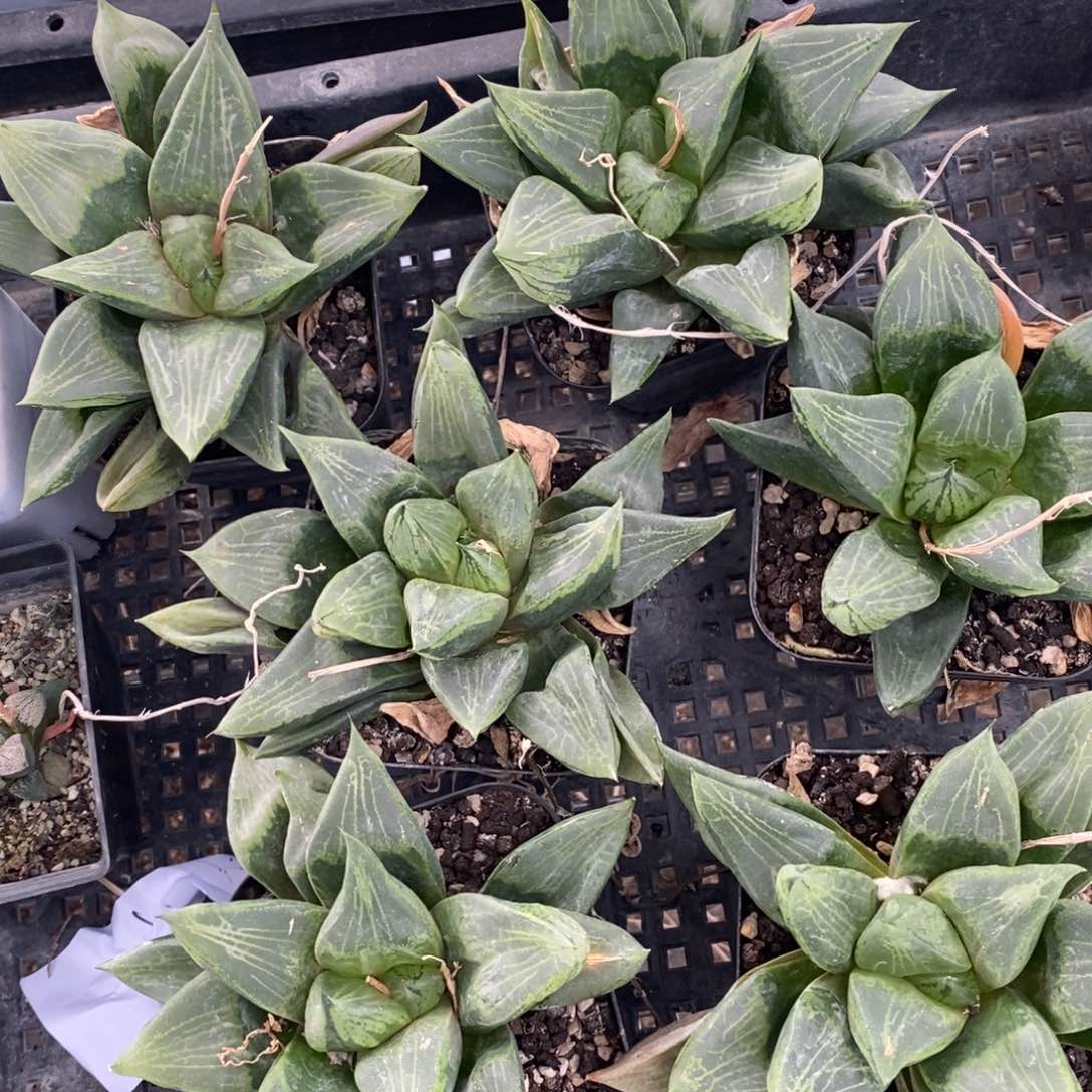 一颗优选实生大裹般若 超级福利