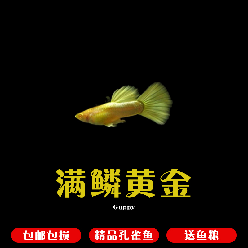满鳞黄金孔雀鱼2-3厘米小型热带淡水观赏鱼好养耐活