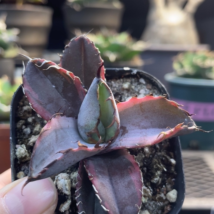 【闪购商品】蓝鲸黄腹轮